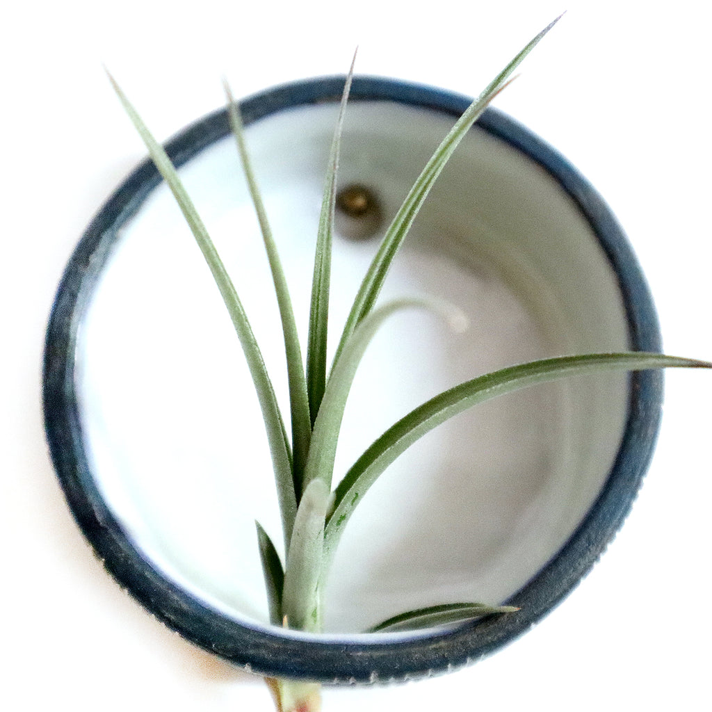 Ceramic Airplant Wall Hanging