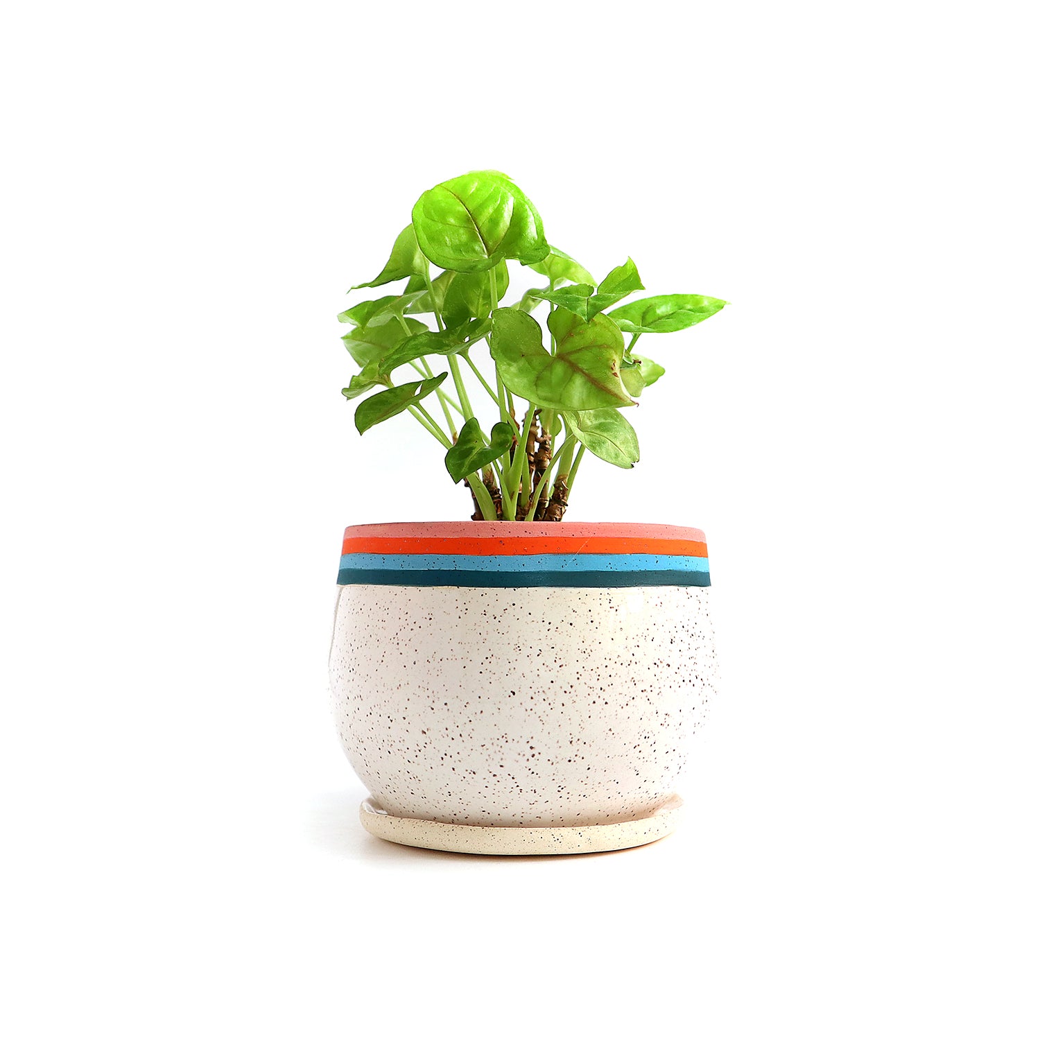 plant pot plates Striped Planter w/Drip Plate – jen e ceramics